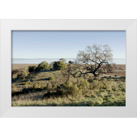 Oak Tree - 38 White Modern Wood Framed Art Print by Blaustein, Alan