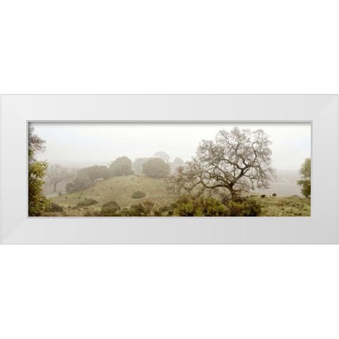 Oak Tree - 41 White Modern Wood Framed Art Print by Blaustein, Alan