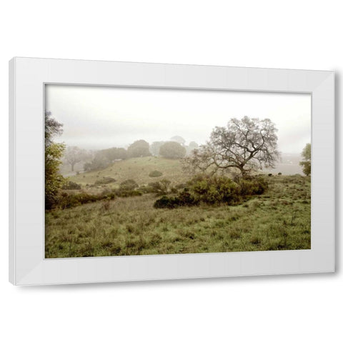 Oak Tree - 42 White Modern Wood Framed Art Print by Blaustein, Alan