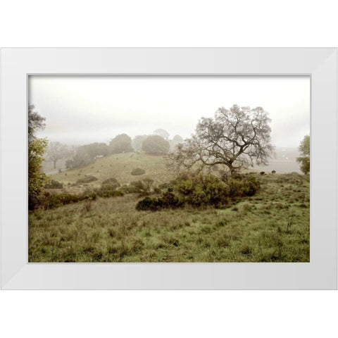 Oak Tree - 42 White Modern Wood Framed Art Print by Blaustein, Alan