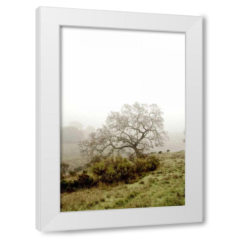 Oak Tree - 43 White Modern Wood Framed Art Print by Blaustein, Alan