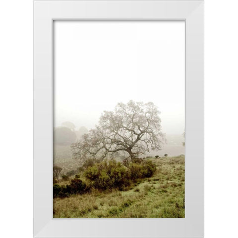 Oak Tree - 43 White Modern Wood Framed Art Print by Blaustein, Alan