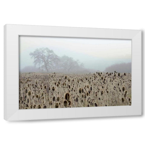 Oak Tree - 61 White Modern Wood Framed Art Print by Blaustein, Alan