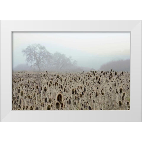 Oak Tree - 61 White Modern Wood Framed Art Print by Blaustein, Alan
