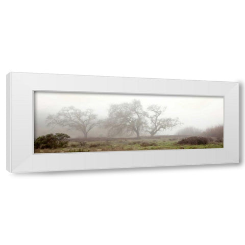 Oak Tree - 58 White Modern Wood Framed Art Print by Blaustein, Alan