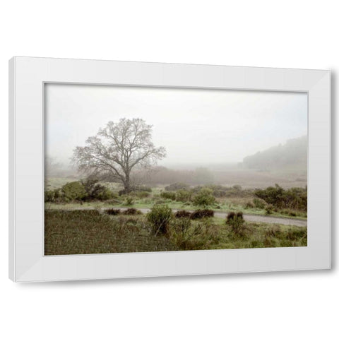 Oak Tree - 57 White Modern Wood Framed Art Print by Blaustein, Alan