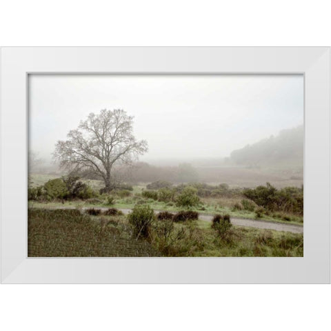 Oak Tree - 57 White Modern Wood Framed Art Print by Blaustein, Alan