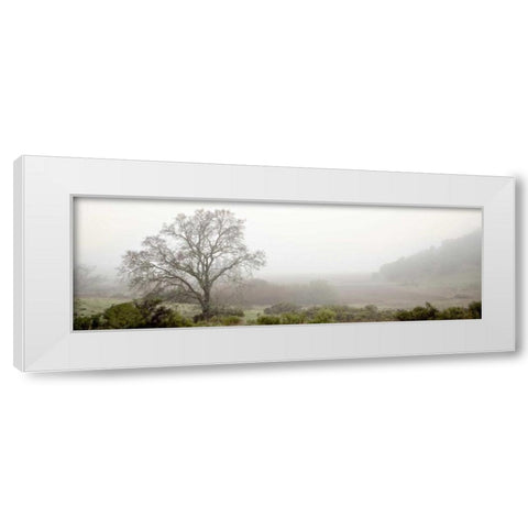 Oak Tree - 55 White Modern Wood Framed Art Print by Blaustein, Alan