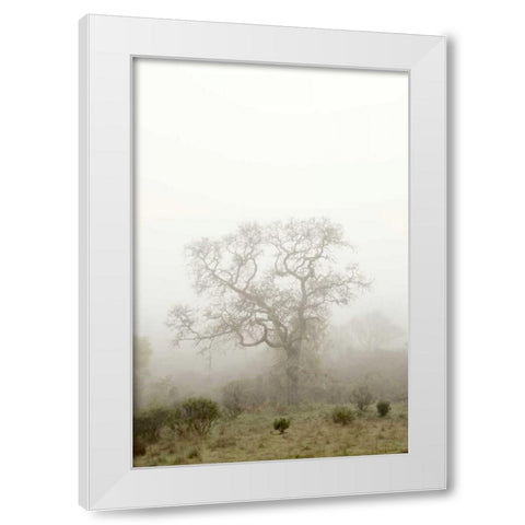 Oak Tree - 63 White Modern Wood Framed Art Print by Blaustein, Alan