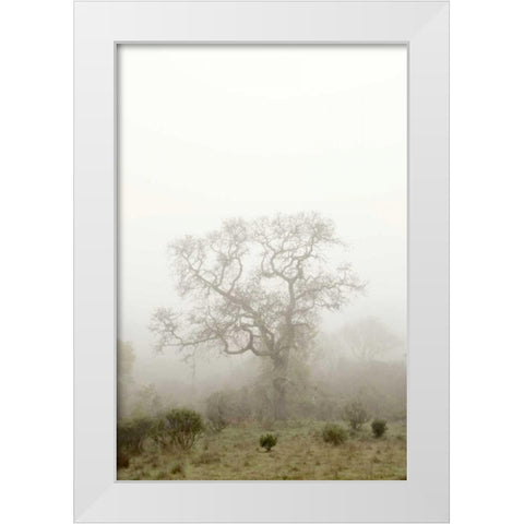 Oak Tree - 63 White Modern Wood Framed Art Print by Blaustein, Alan