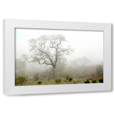 Oak Tree - 62 White Modern Wood Framed Art Print by Blaustein, Alan