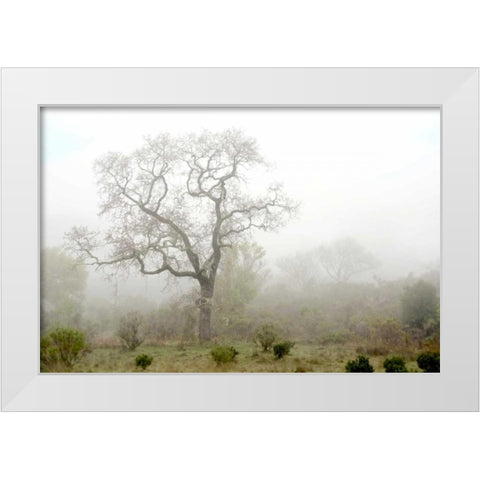 Oak Tree - 62 White Modern Wood Framed Art Print by Blaustein, Alan