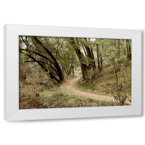 Oak Tree - 51 White Modern Wood Framed Art Print by Blaustein, Alan