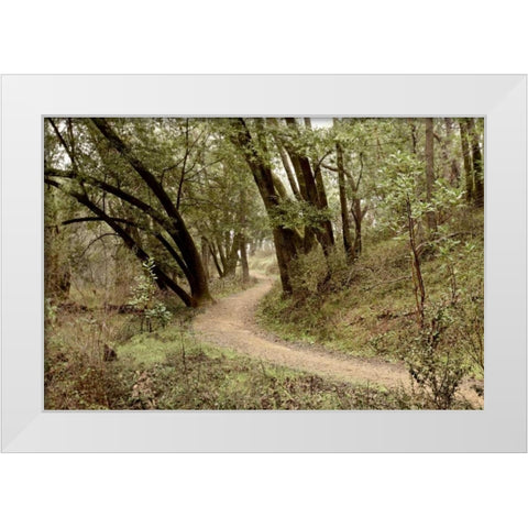 Oak Tree - 51 White Modern Wood Framed Art Print by Blaustein, Alan