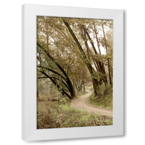 Oak Tree - 49 White Modern Wood Framed Art Print by Blaustein, Alan