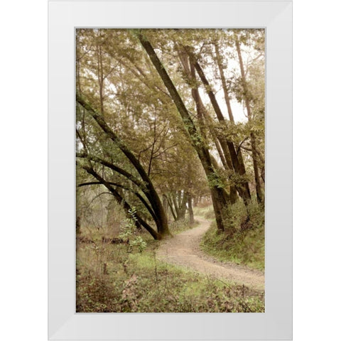 Oak Tree - 49 White Modern Wood Framed Art Print by Blaustein, Alan