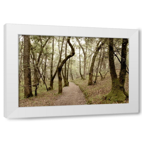 Oak Tree - 47 White Modern Wood Framed Art Print by Blaustein, Alan