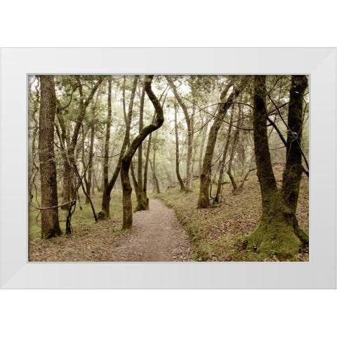 Oak Tree - 47 White Modern Wood Framed Art Print by Blaustein, Alan