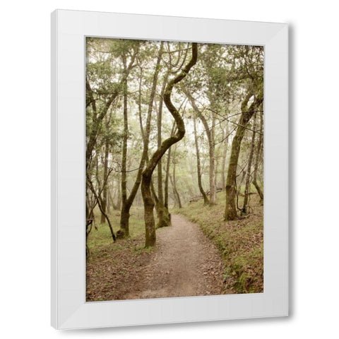 Oak Tree - 48 White Modern Wood Framed Art Print by Blaustein, Alan