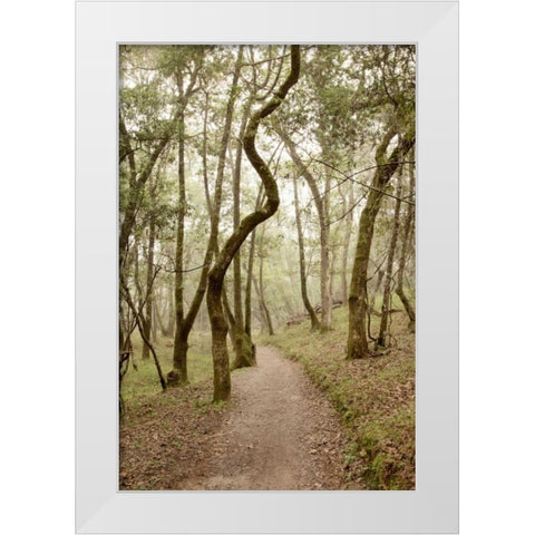 Oak Tree - 48 White Modern Wood Framed Art Print by Blaustein, Alan