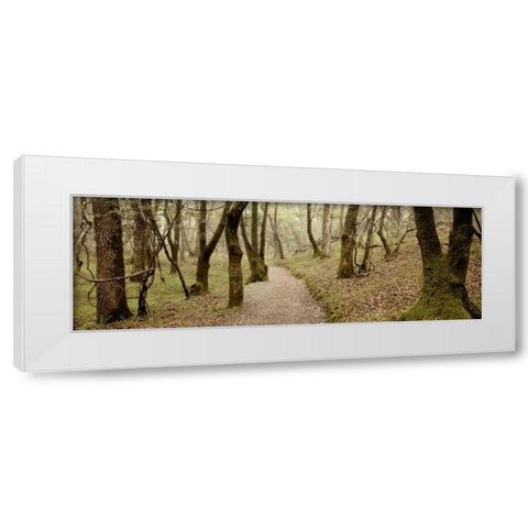 Oak Tree - 46 White Modern Wood Framed Art Print by Blaustein, Alan