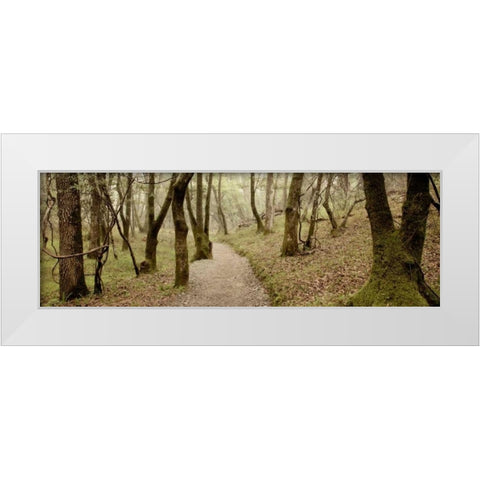 Oak Tree - 46 White Modern Wood Framed Art Print by Blaustein, Alan