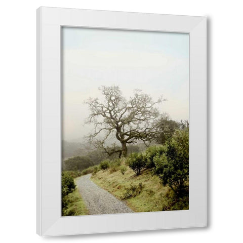 Oak Tree - 45 White Modern Wood Framed Art Print by Blaustein, Alan