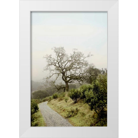 Oak Tree - 45 White Modern Wood Framed Art Print by Blaustein, Alan