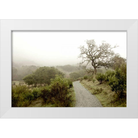 Oak Tree - 44 White Modern Wood Framed Art Print by Blaustein, Alan