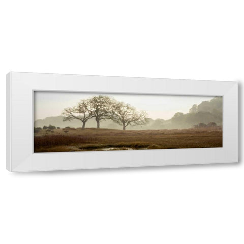 Oak Tree - 64 White Modern Wood Framed Art Print by Blaustein, Alan