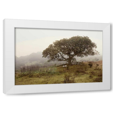 Oak Tree - 54 White Modern Wood Framed Art Print by Blaustein, Alan