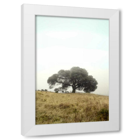 Oak Tree - 52 White Modern Wood Framed Art Print by Blaustein, Alan