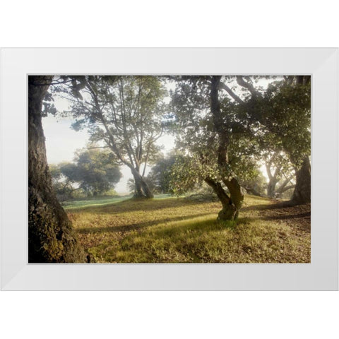 Oak Tree - 70 White Modern Wood Framed Art Print by Blaustein, Alan