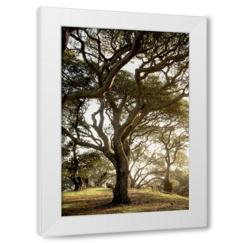 Oak Tree - 69 White Modern Wood Framed Art Print by Blaustein, Alan