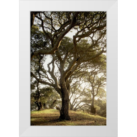 Oak Tree - 69 White Modern Wood Framed Art Print by Blaustein, Alan