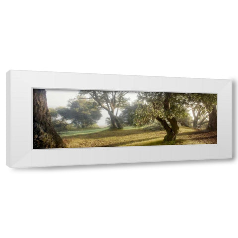 Oak Tree - 71 White Modern Wood Framed Art Print by Blaustein, Alan