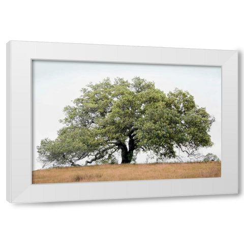Oak Tree - 72 White Modern Wood Framed Art Print by Blaustein, Alan