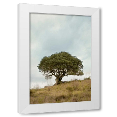 Oak Tree - 74 White Modern Wood Framed Art Print by Blaustein, Alan