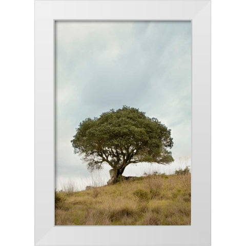 Oak Tree - 74 White Modern Wood Framed Art Print by Blaustein, Alan