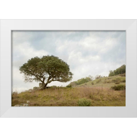 Oak Tree - 75 White Modern Wood Framed Art Print by Blaustein, Alan