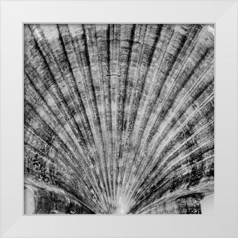 Crystal Cove - 40 White Modern Wood Framed Art Print by Blaustein, Alan
