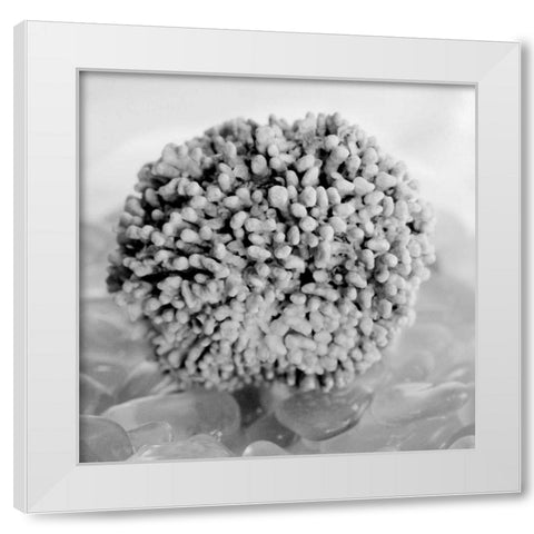 Crystal Cove - 43 White Modern Wood Framed Art Print by Blaustein, Alan