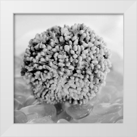 Crystal Cove - 43 White Modern Wood Framed Art Print by Blaustein, Alan