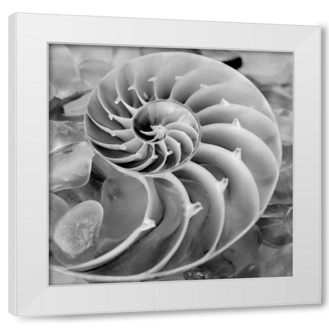 Crystal Cove - 44 White Modern Wood Framed Art Print by Blaustein, Alan