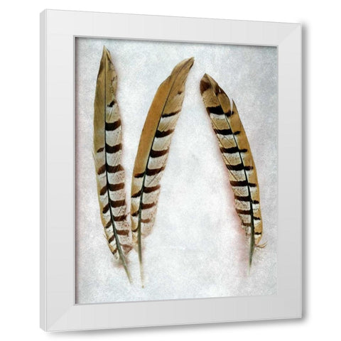 Feather - 1 White Modern Wood Framed Art Print by Blaustein, Alan