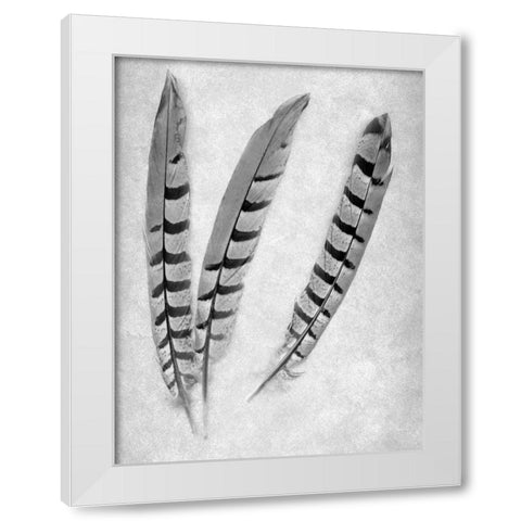 Feathers B-W - 1 White Modern Wood Framed Art Print by Blaustein, Alan
