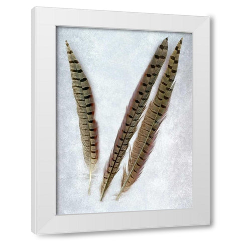 Feathers - 3 White Modern Wood Framed Art Print by Blaustein, Alan