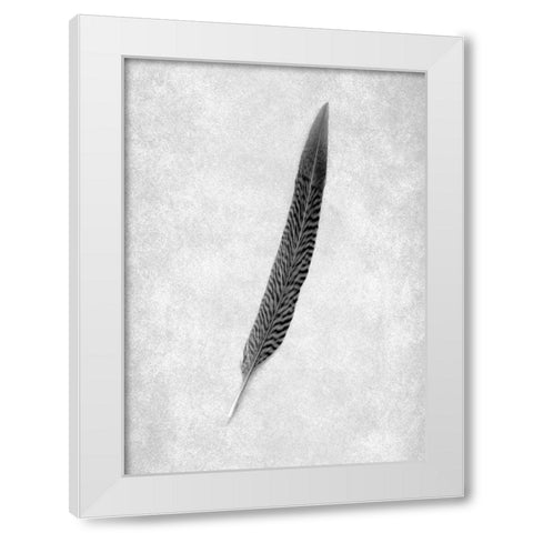 Feathers - 4 White Modern Wood Framed Art Print by Blaustein, Alan
