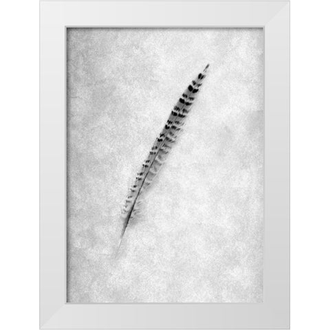 Feathers - 9 White Modern Wood Framed Art Print by Blaustein, Alan