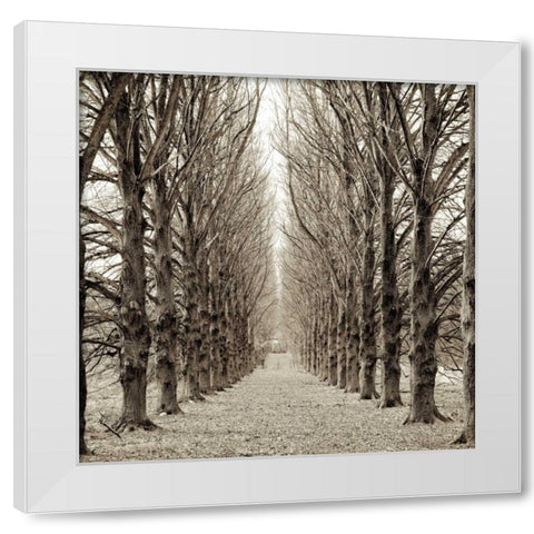 Hampton Gates Promenade - 3 White Modern Wood Framed Art Print by Blaustein, Alan